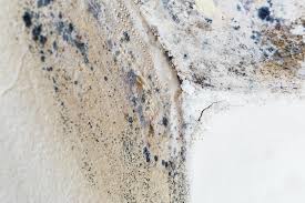 Best Commercial Mold Inspection  in Hugo, MN